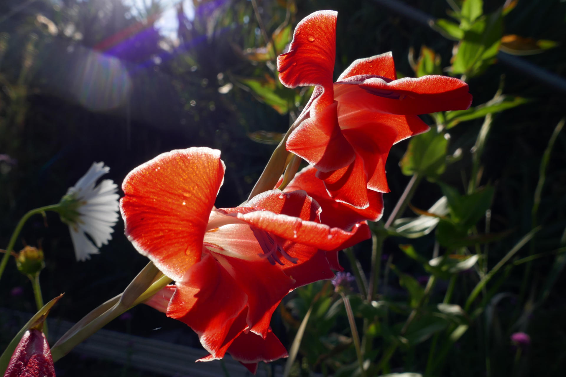 Foto einer roten Orchidee - aufgenommen 2023 in Trauttmansdorff.